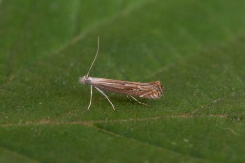 Réf. 211 146 : Isophrictis sp.